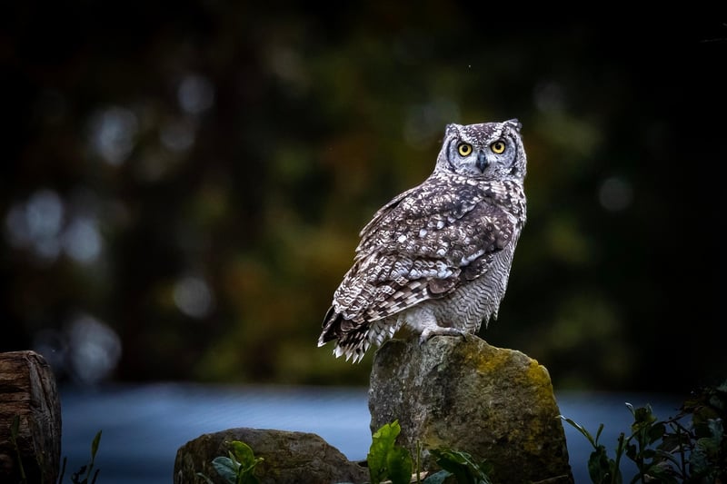 Engage with Wildlife